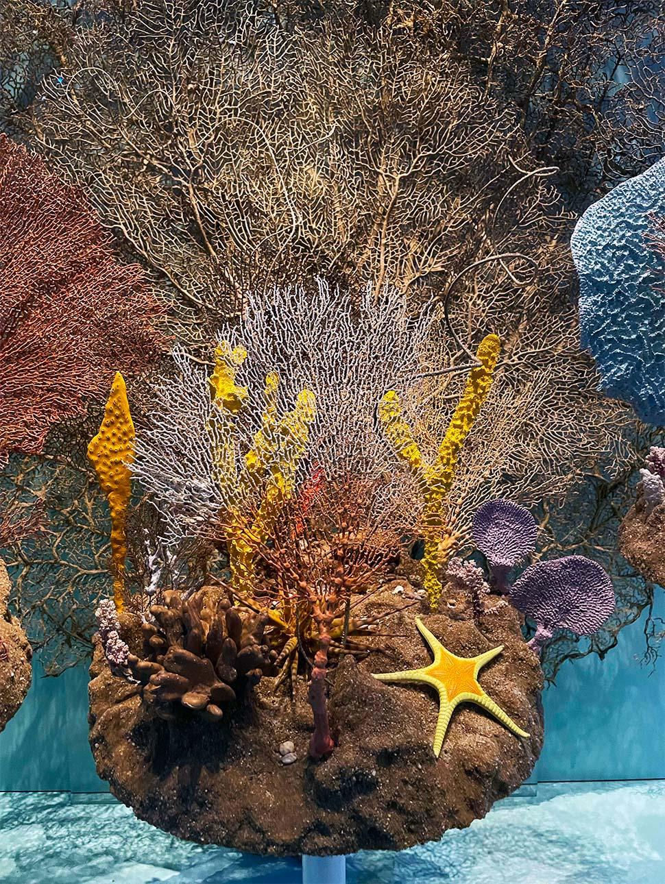 Spectacular Sponge Gardens! Western Australian Museum